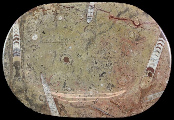 Fossil Orthoceras & Goniatite Plate - Stoneware #64850